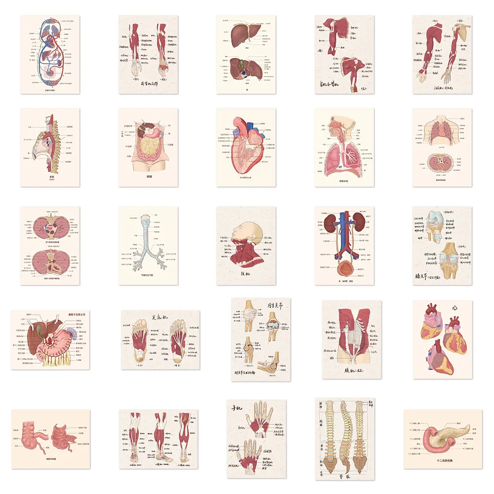 10/30/50pcs Cartoon Human Organ Medical Anatomy Stickers for Laptop Bike Diary Phone DIY Graffiti Waterproof Sticker Toys Gifts