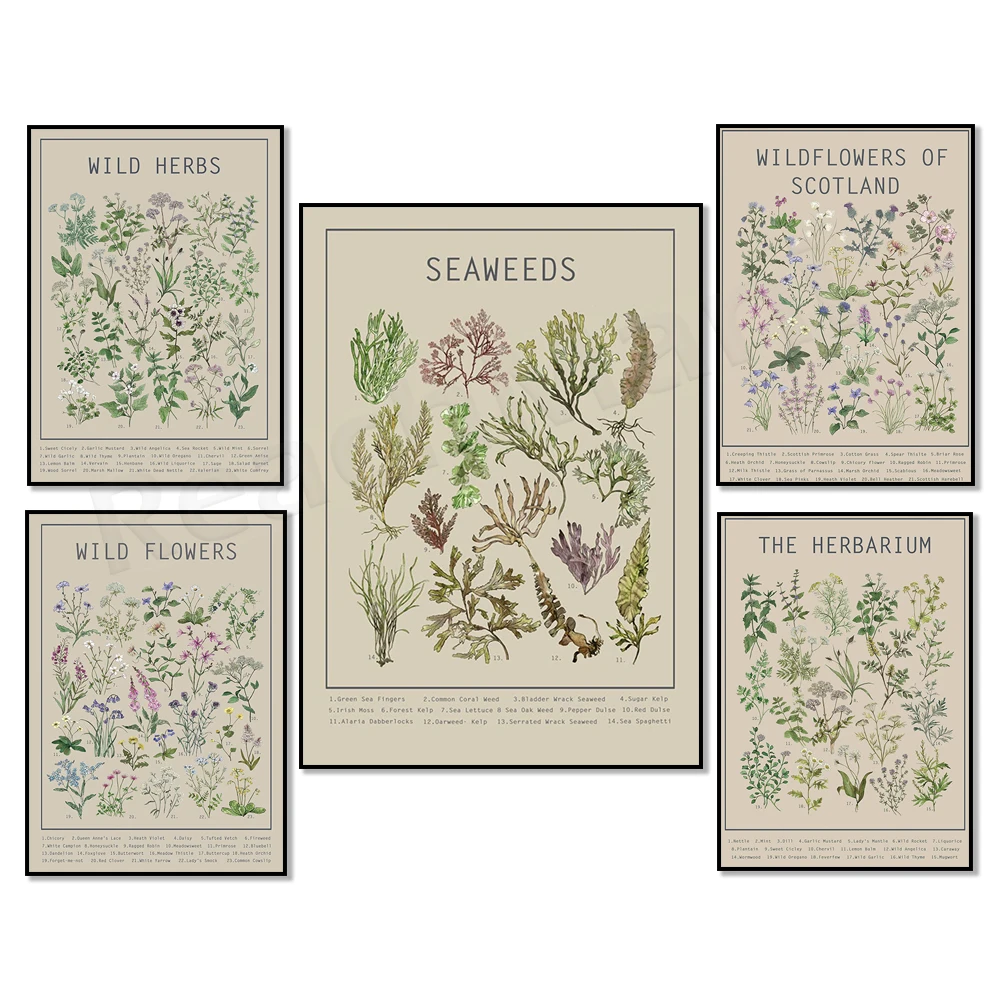 Scottish herbarium and wildflowers weeds poster, seaweed poster, coastal art, botanical poster infographic