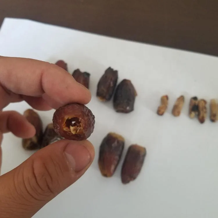Picture 7: Dates Cutting Seed Removing Processing Machine cherry processing machine dates seed remove machine