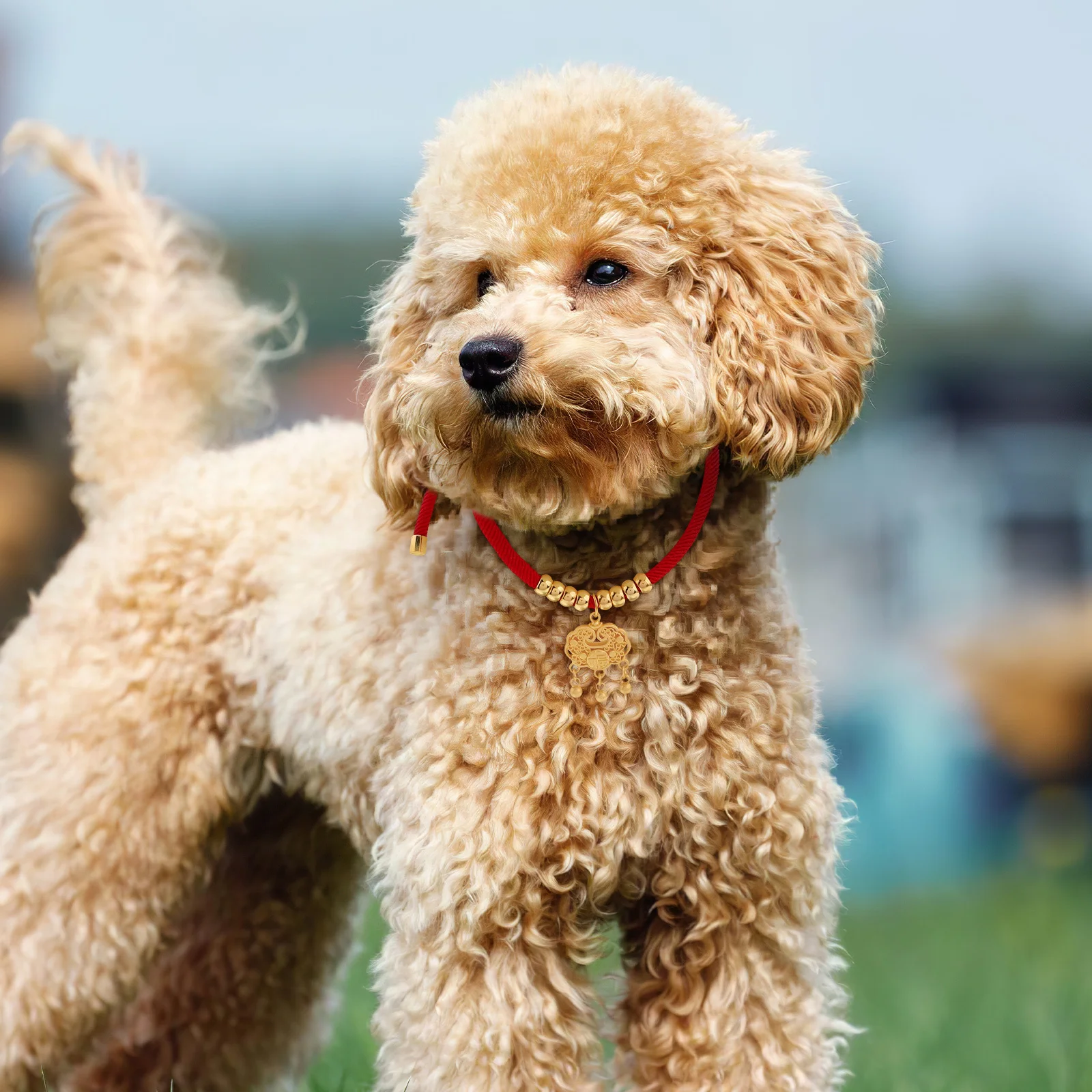 

Handmade Pet Collar Red Rope Gold Beads for Cats and Small Dogs Comfortable Fit Festive Jewelry Necklace for Daily Wear