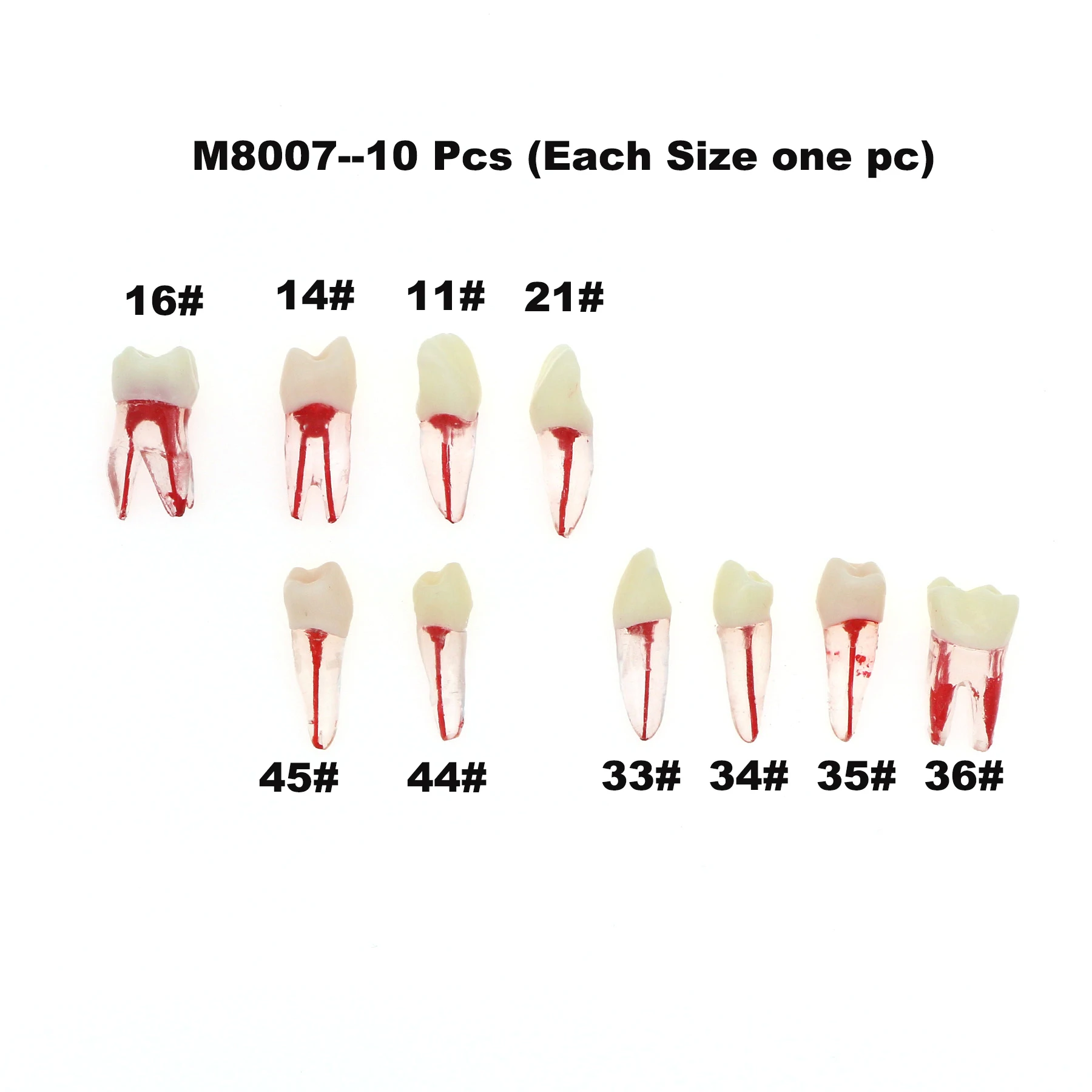 

10Pcs Dental Endodontic RCT Teeth Model Root Canal Pulp Cavity Practice Typodont M8007 11# 14# 16# 21# 33# 34# 35# 36# 44# 45#