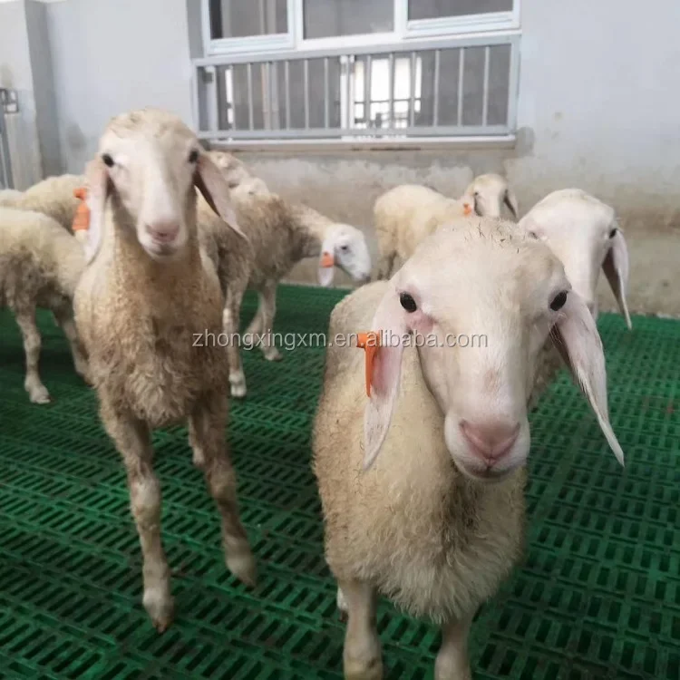 60*60 Cm High Quality Reinforced Goat Plastic Slatted Flooring Goat Shed Slat Floor For Goat Sheep Farm