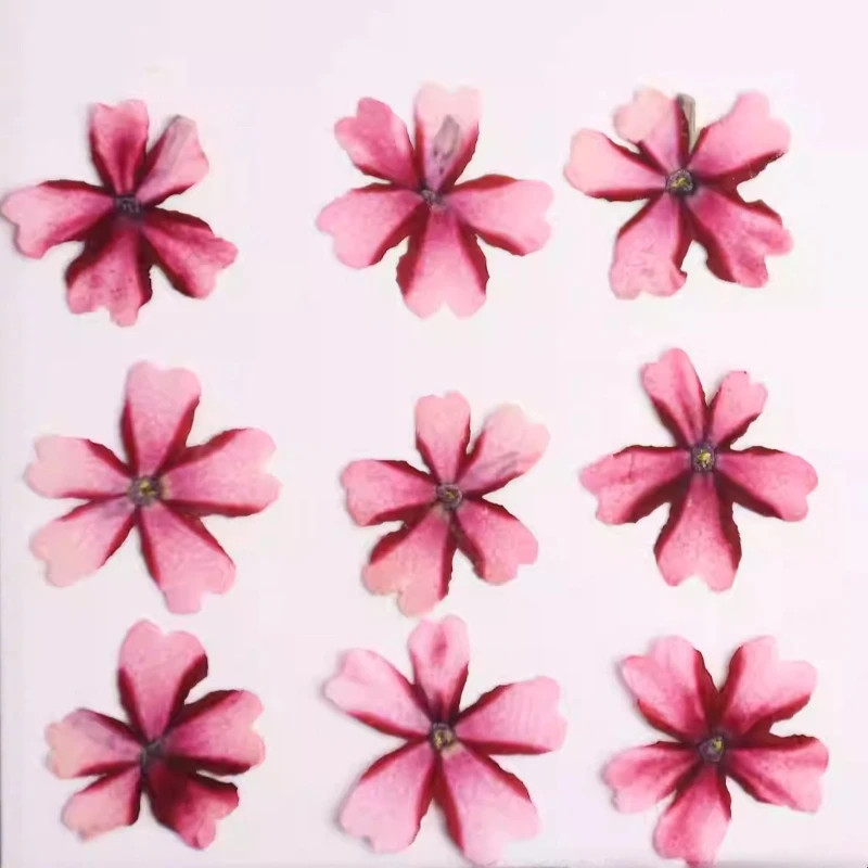 12 Stück, Lutscher Eisenkraut gepresste Blumen, getrocknete Blumen für DIY-Bastelbedarf, Nagelkunst-Dekor, Harzschmuck, Handyhüllen-Dekoration – Detail 6