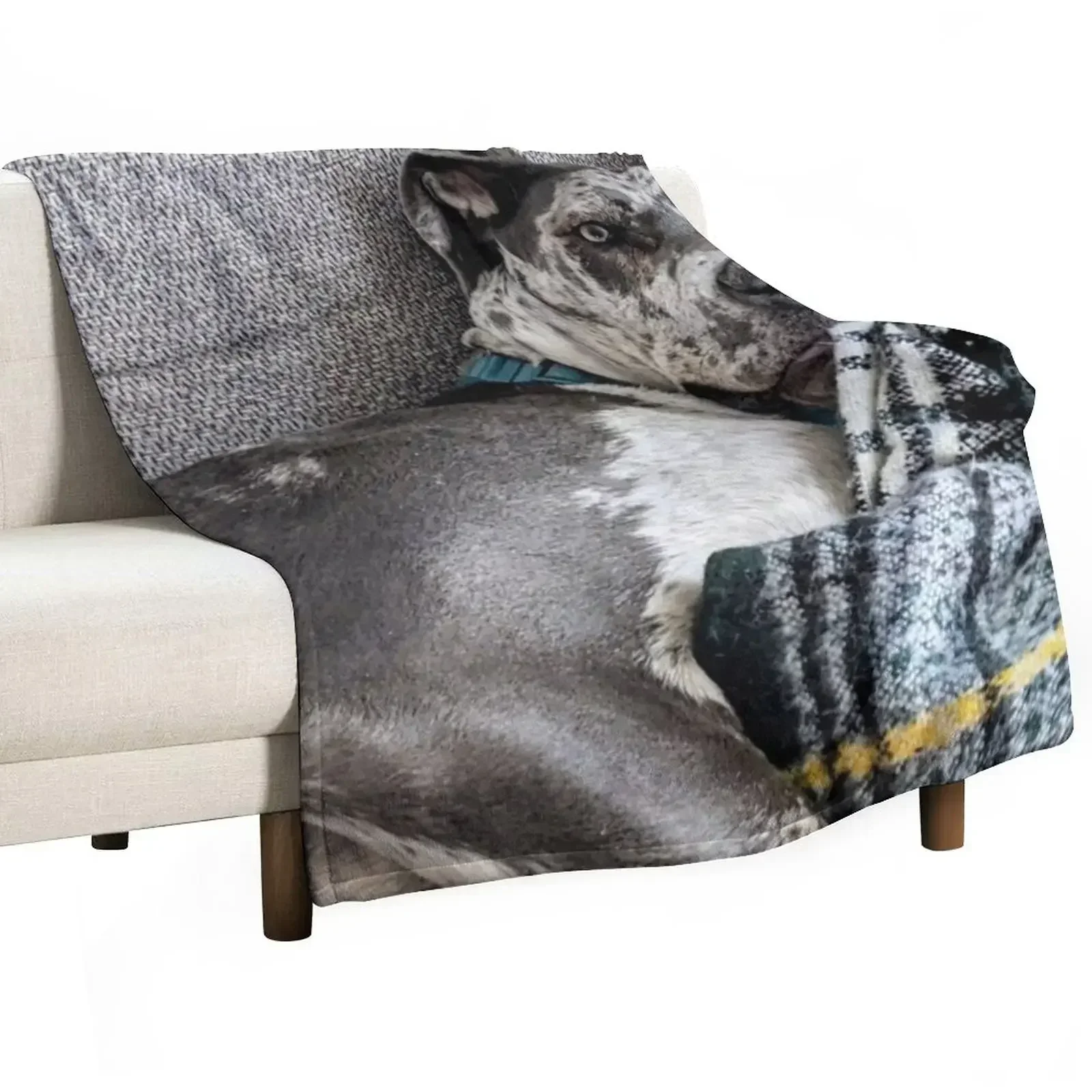 Great Dane Puppy chewing on Blanket Throw Blanket Warm Soft Plaid Blankets