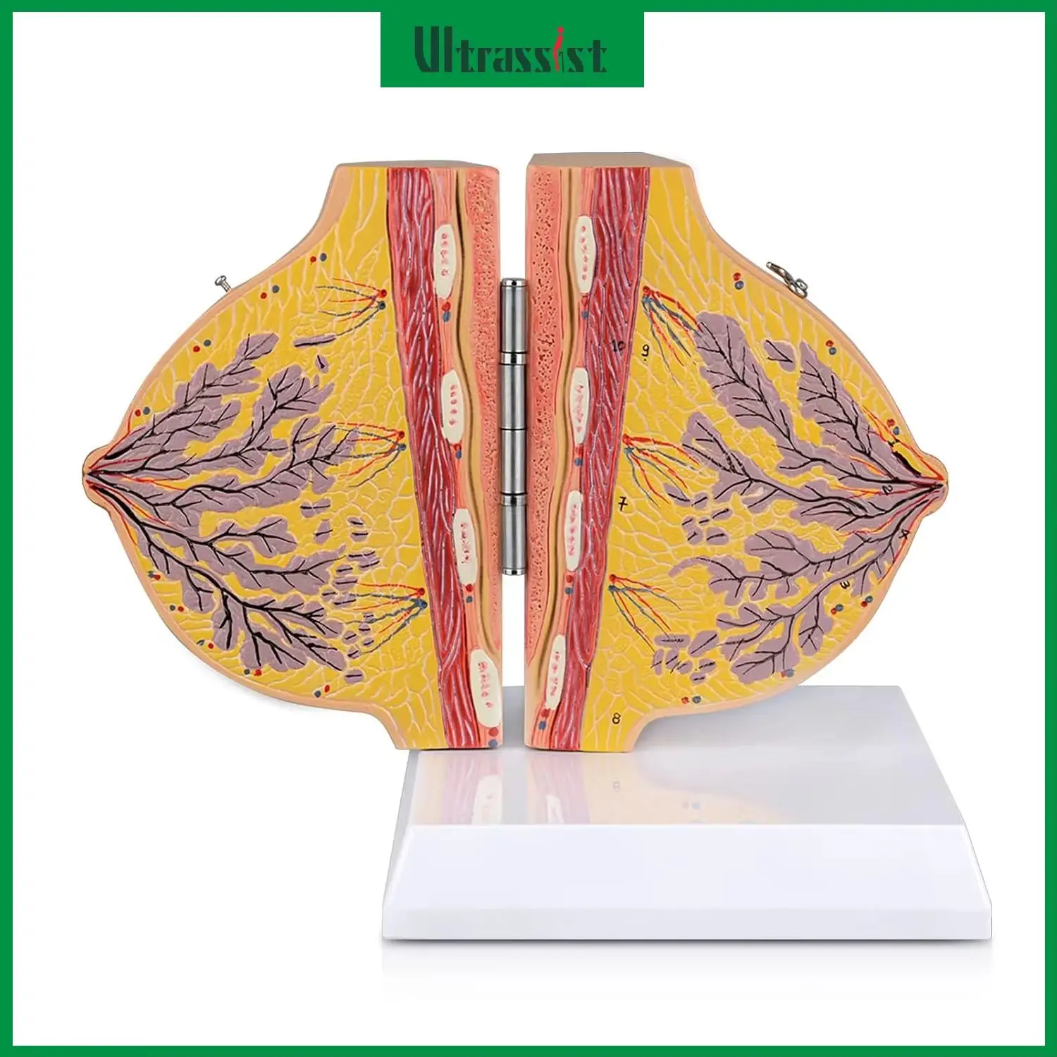 Ultrassist Human Breast Anatomy Model Non-lactating Sagittal Section Anatomical Display for Doctor Nurse Medical Student Educate