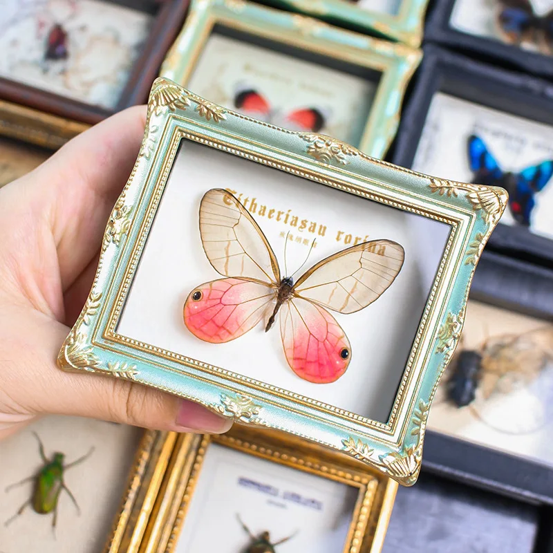 Natural Real Insects, Butterfly Specimens, Finished Photo Frames, Refrigerator Stickers, Home Ornaments, Birthday Gifts for Frie