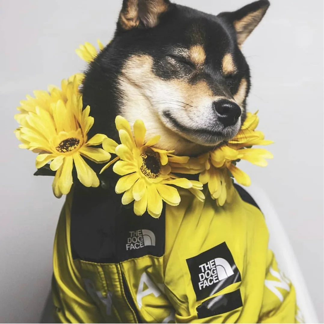 

Dog Clothes Raincoat For Small Big Dogs Wind Coat Windbreaker French Bulldog Hoodie For Dogs Clothes Jacket Chihuahua