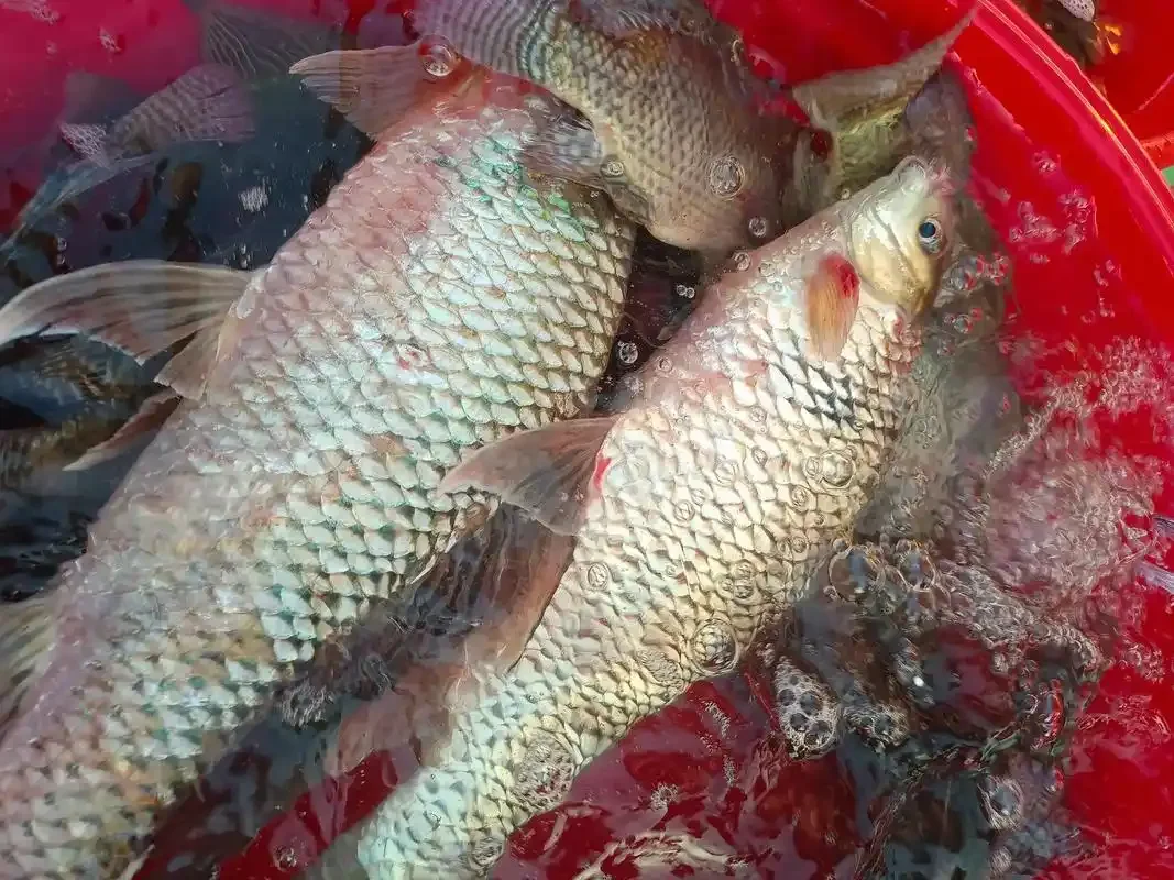 

1.3 Beadlock Wheels and Tires for RC Crawler Car 1/18 TRX4M FCX18,1/24 SCX24 FCX24,RC Truck Wheels and Tires