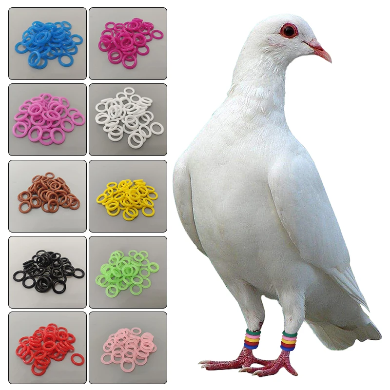 100 Uds anillos para pies de Paloma elásticos 8mm anillos de identificación de colores mezclados para portador carreras palomas codorniz pájaros electrodomésticos