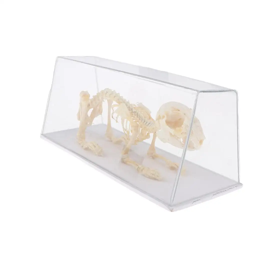 Rabbit Skeleton Copy of A Skeleton An Acrylic Case, Rectangular Shape