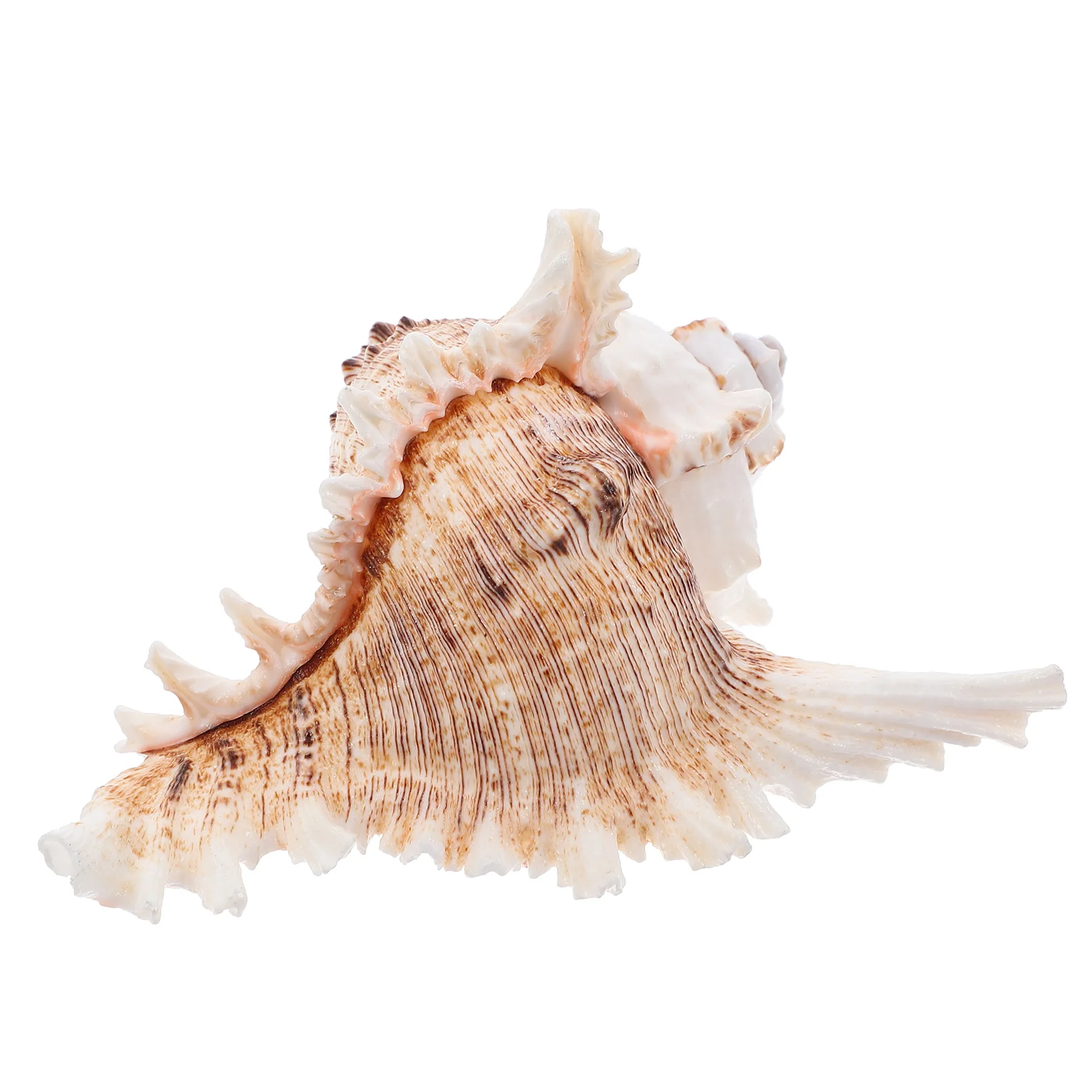 

Giant Conch Shells 5 5 6 2inch Natural Sea Shell Decor Vase Fillers Air Plants Wedding Beach Party Photo Props Aquarium Fish