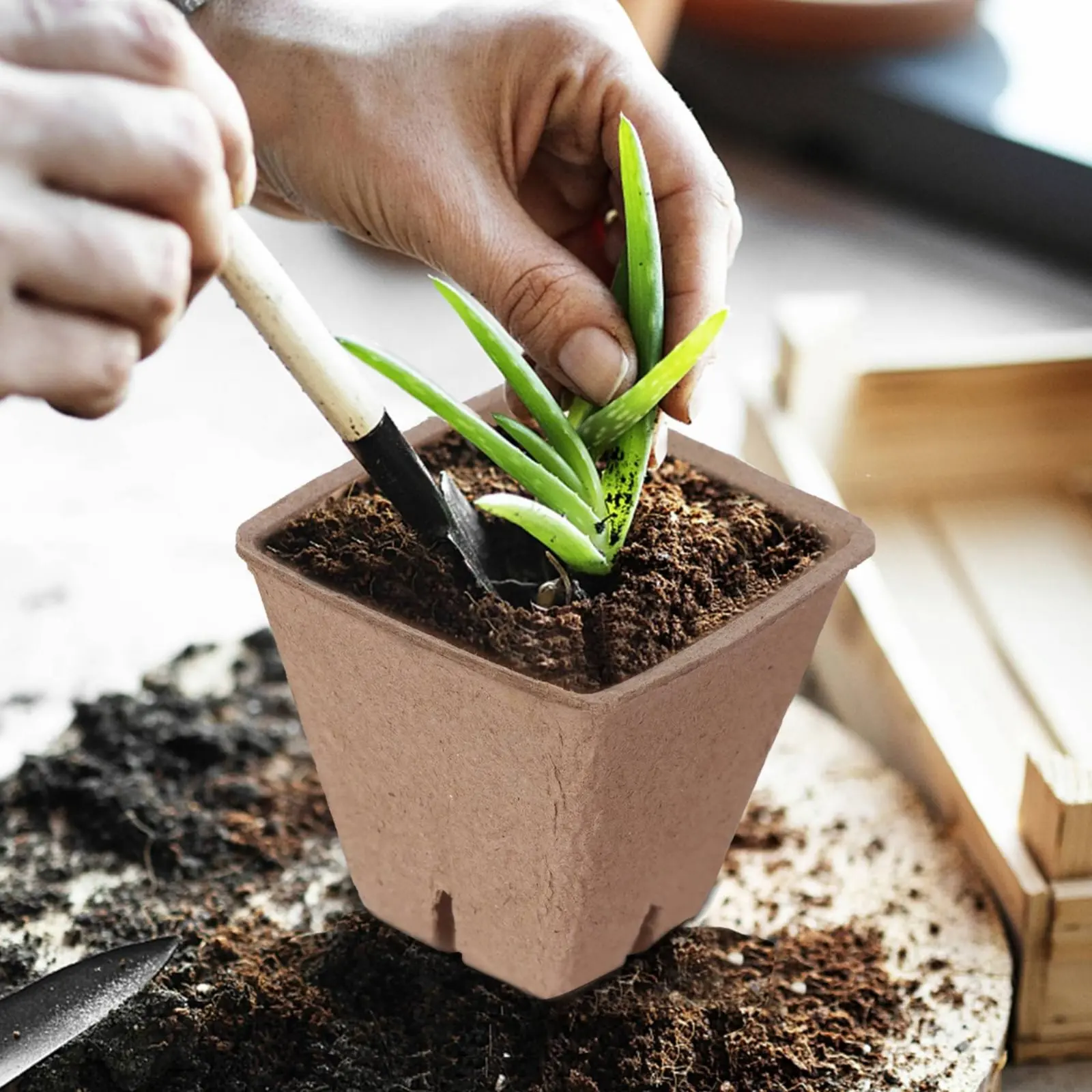 

10 Pieces Biodegradable Sprout Pot Promotes Healthy Roots Biodegradable Sprout Pots Beginner Pot with Dome for Balcony