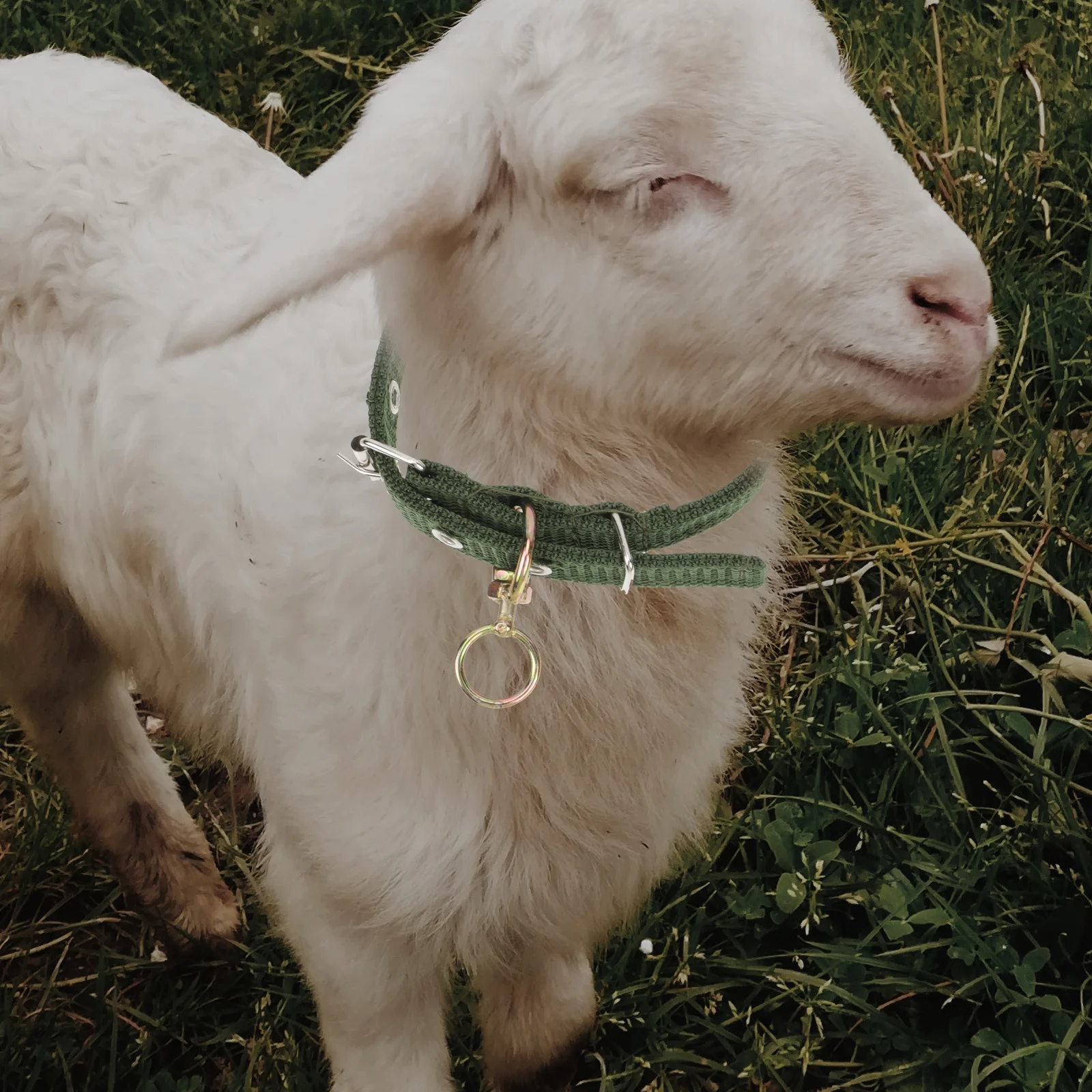 

2pcs Sheep Collars Green Canvas Adjustable For Livestock Cow Dog Wear-Resistant Rotating Ring Safety Husbandry Supplies
