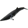 Mink whale