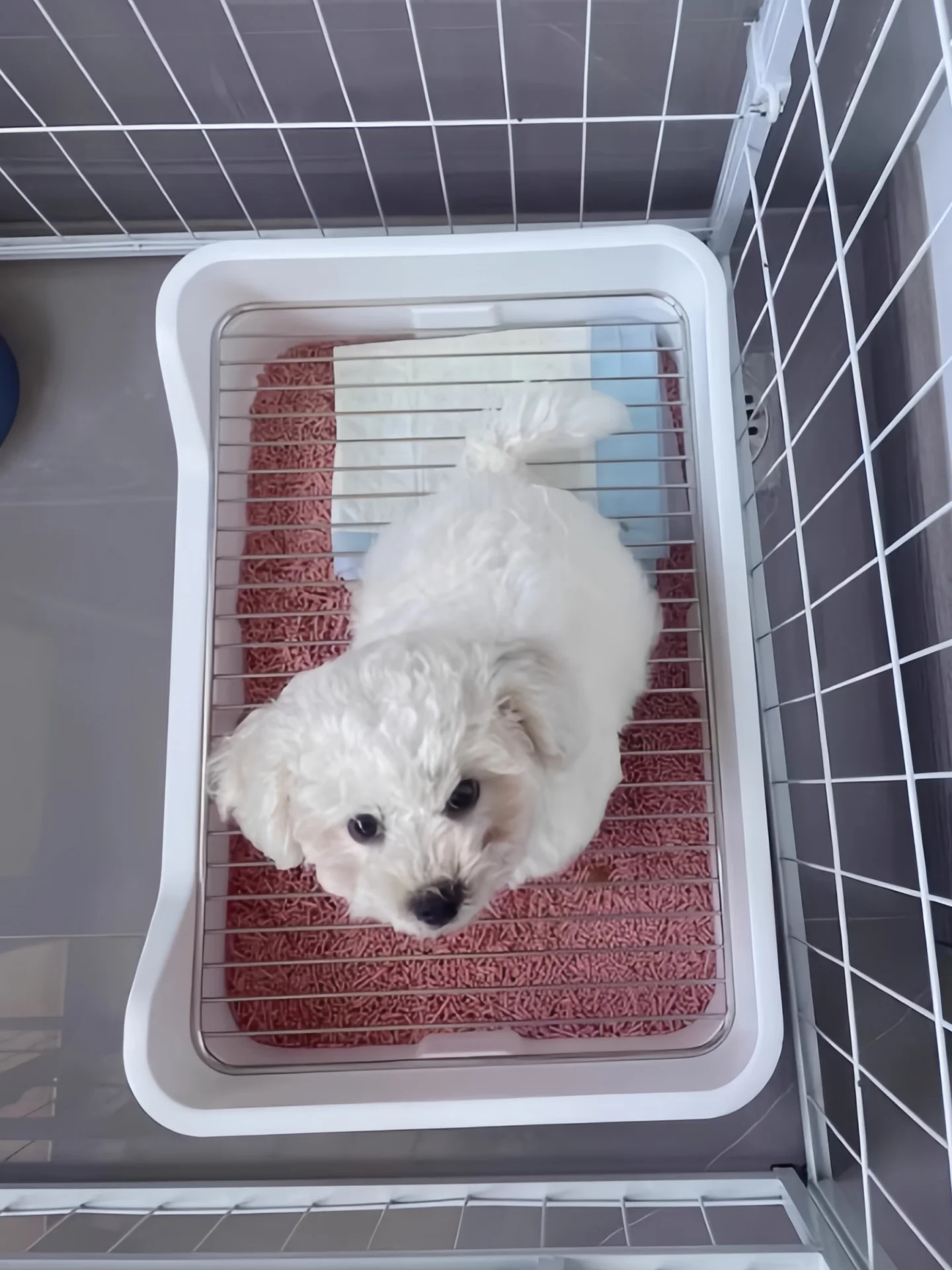 

Клетка-туалет для собак мелких пород (Тедди, бишон, французский бульдог), непромокаемая, для использования в помещении, квадратная, не складная