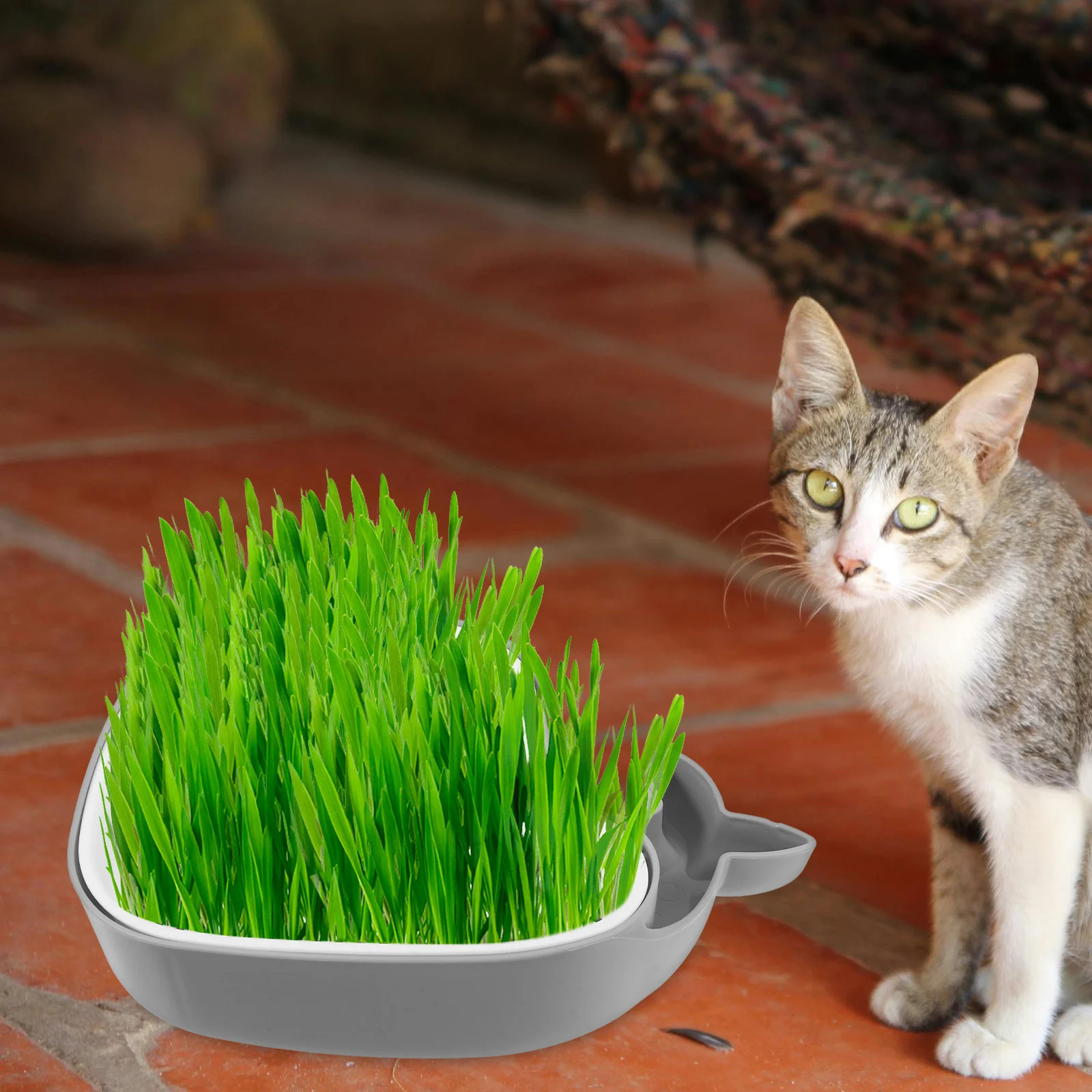 

Cat Grass Box Household Planter Grey Color Hydroponic System Soilless Planting Double Layer Design Easy ABS Material Lightweight