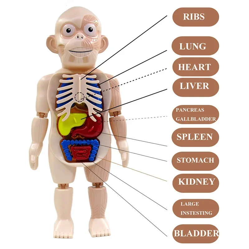 Torso humano anatómico, modelo de cuerpo Montessori, rompecabezas 3d, kits de molde de órgano interno de anatomía, herramientas educativas para niños, juguetes