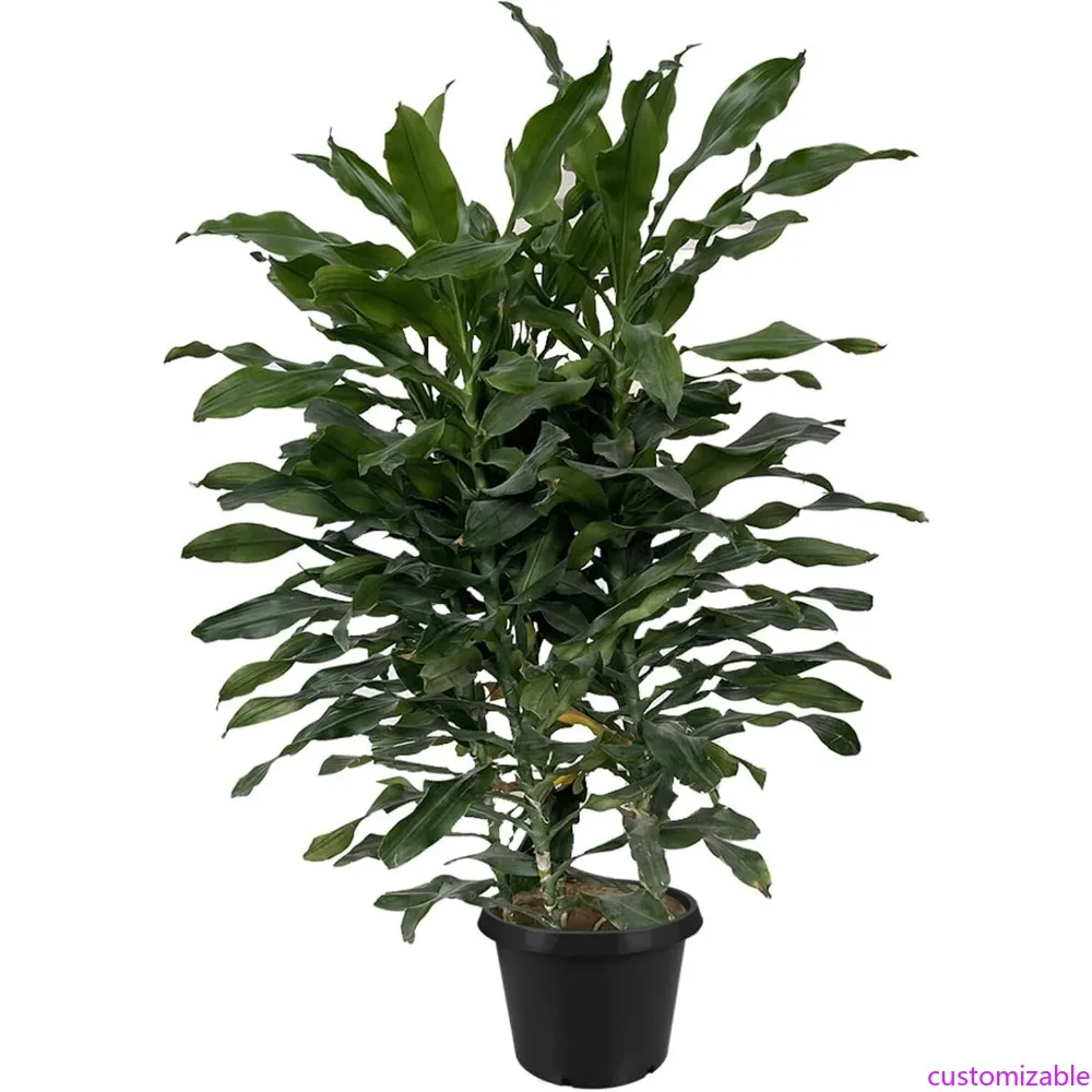 

20 Gallon Capacity Square Black Nursery Pots for Planting Seedlings and Garden Plants - Suitable for Indoor and Outdoor Use