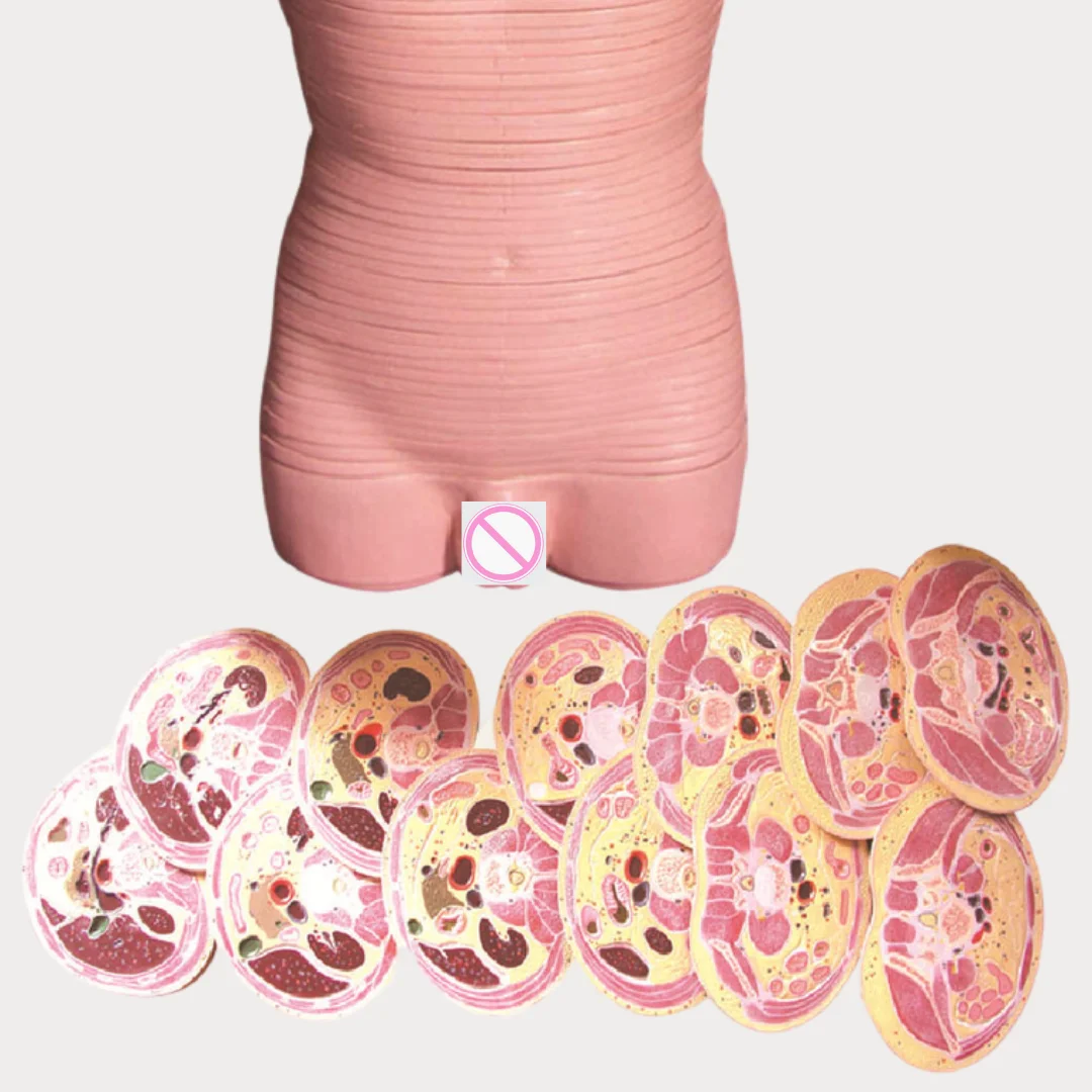Dissection Model of Male Trunk Transection Layer Medical Science Human Torso Horizontal Tomographic Anatomical Simulator Medico