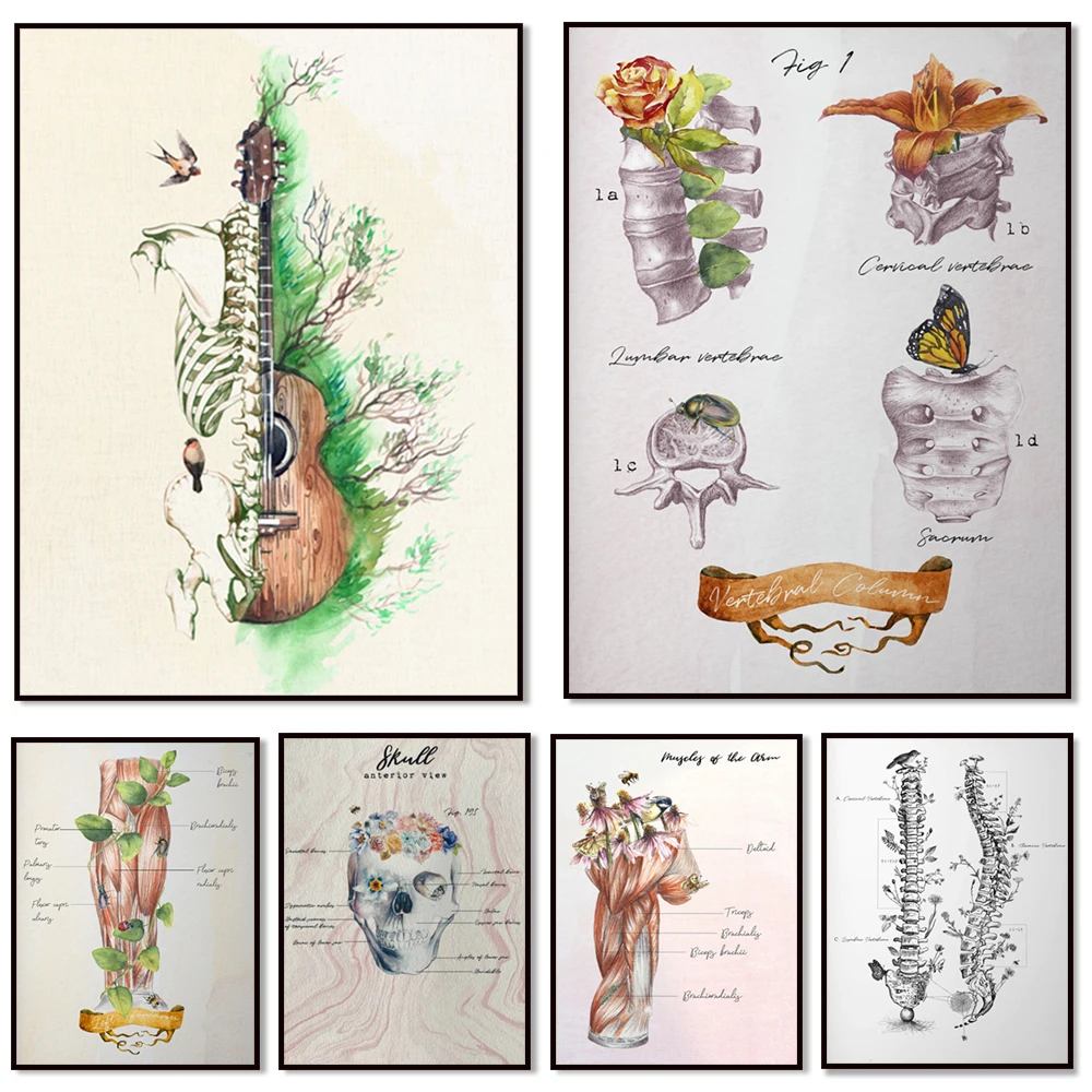 Cartel del sistema esquelético, cartel de anatomía muscular, odontología, anatomía del músculo de la pierna, regalo de urología, regalo de nefrología, músculo de la pierna, clínica