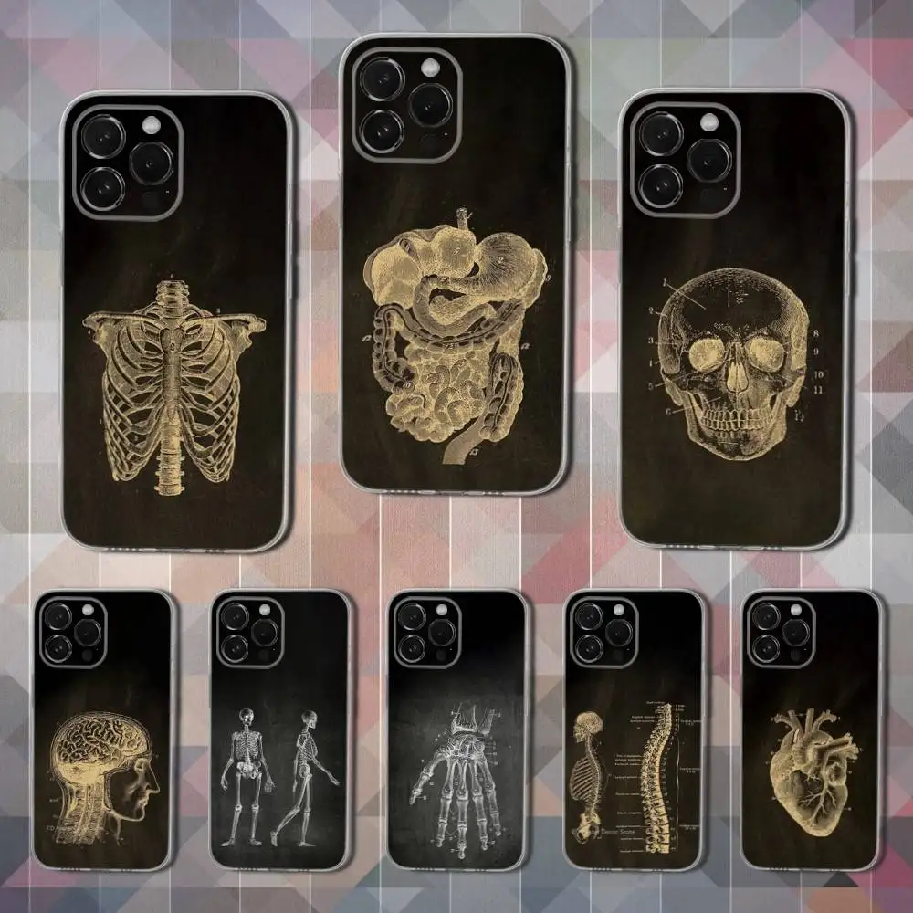 

Anatomy Art Skeleton Phone Case For iPhone 16,15,14,13,12,11 Pro,Max,Plus,X,XS,XR,SE,Mini Transparent Soft Cover