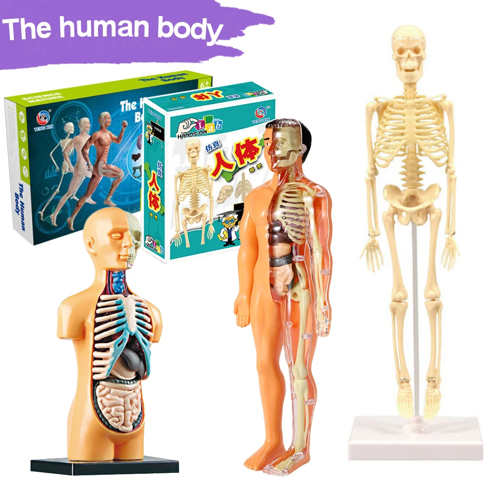 

3d Human Body Torso Model for Kid Anatomy Model Skeleton Steam Game DIY Organ Assembly Educational Learning Toy Teaching Tool