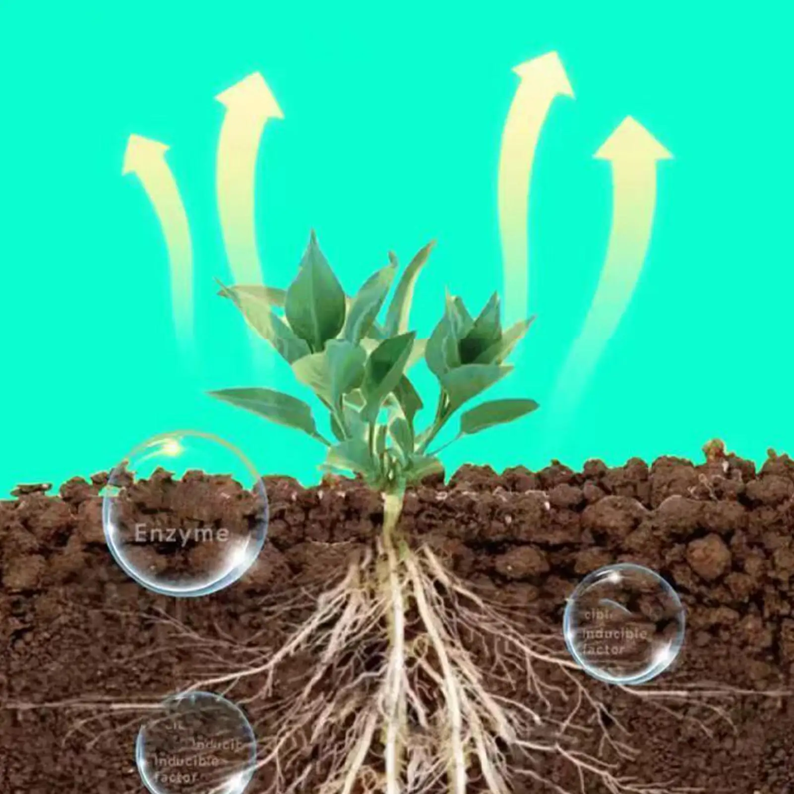 High-Efficiency Root Stimulator for Plant Cuttings Rooting Promoter Agent Fast Root Grow Powder for Garden Plants Transplanting