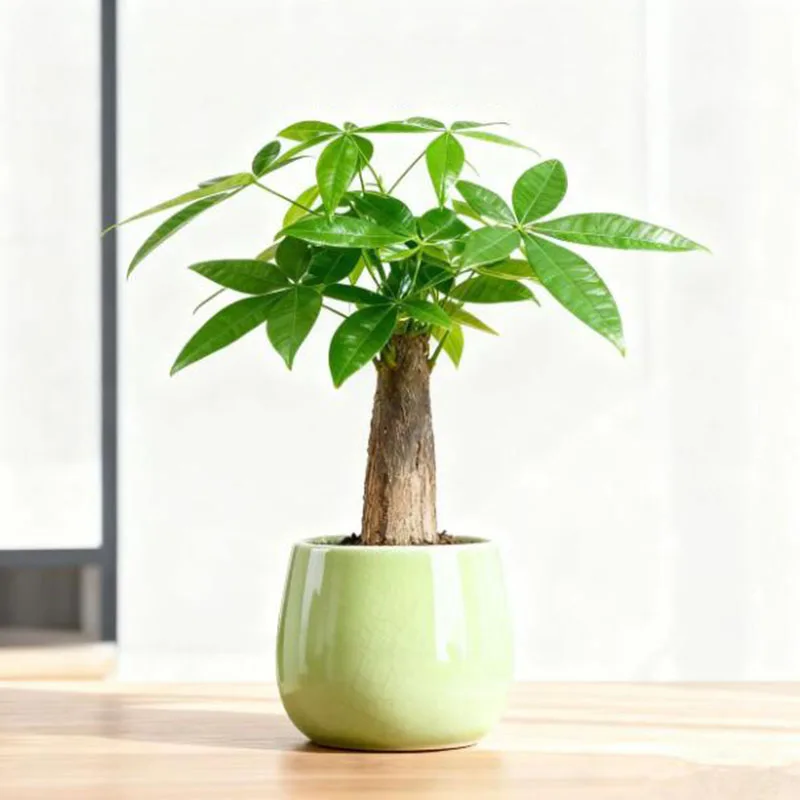 Ice Crack Porcelain Flower Pot Phalaenopsis Plant Pot Office Tabletop Ornaments Balcony Bonsai Vase Basin Planter Home Decor