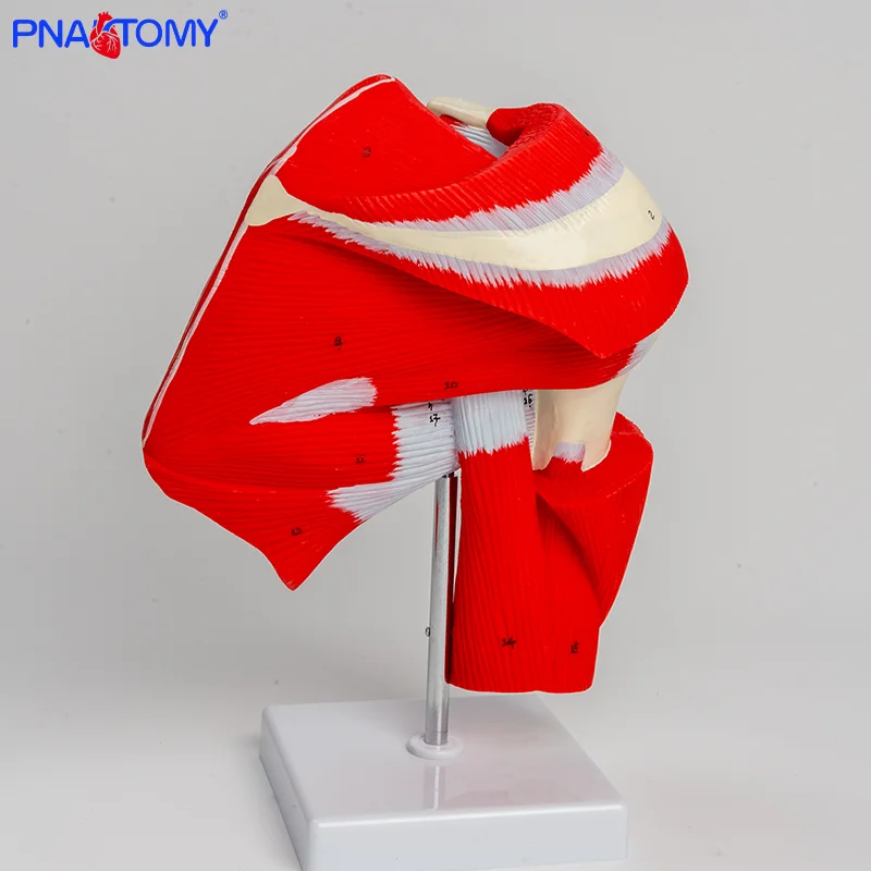 

Anatomical Model of Shoulder Joint Muscles Demonstrating Deep Muscle Movement Rehabilitation for Upper Limb Teaching