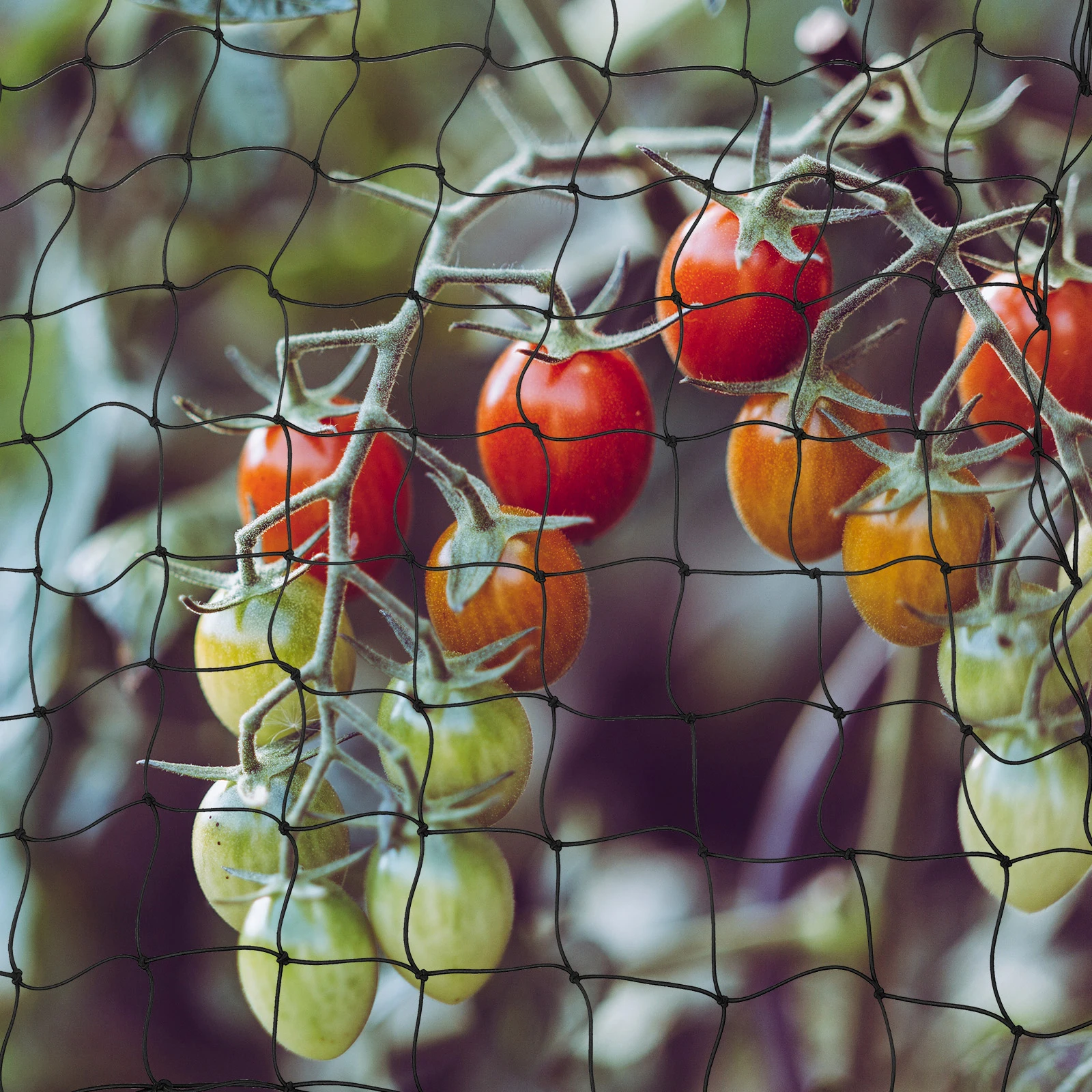 

Elastic Plant Support Netting 100X100Cm Trellis Grid For Gardens Vine Climbing Beans Vegetables Reusable Gardening Supplies