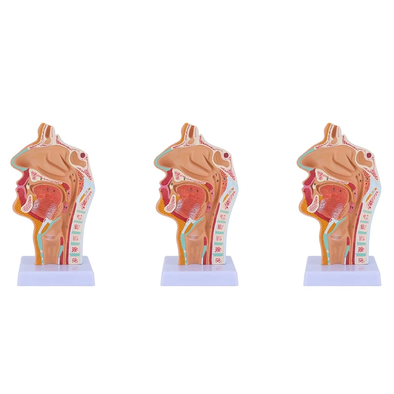 3X Nasal Cavity Throat Anatomy Model Human Anatomical Pharynx Larynx Model For Students Study Display Teaching