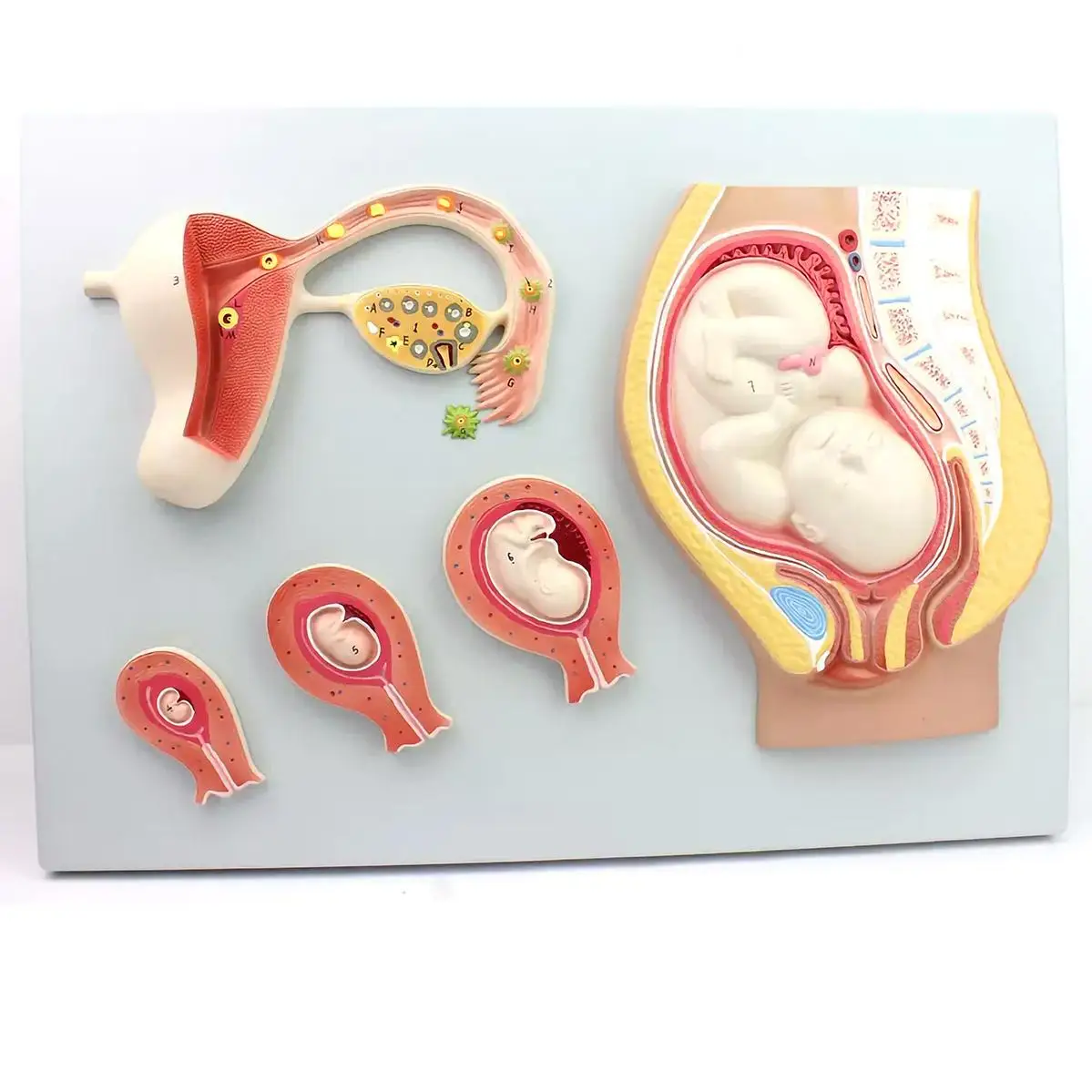 5 Parts Human Embryonic Development Process Relief Model Medical Teaching Models