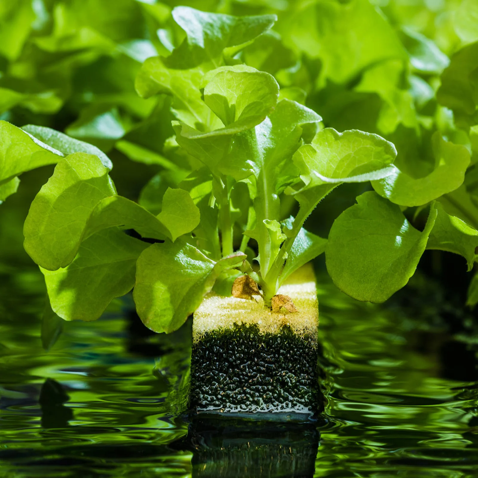 

4Pcs Soilless Planting Sponge Premium Hydroponic Growing Cubes for Vegetables Herbs Flowers Garden Nursery Starter Kit Square