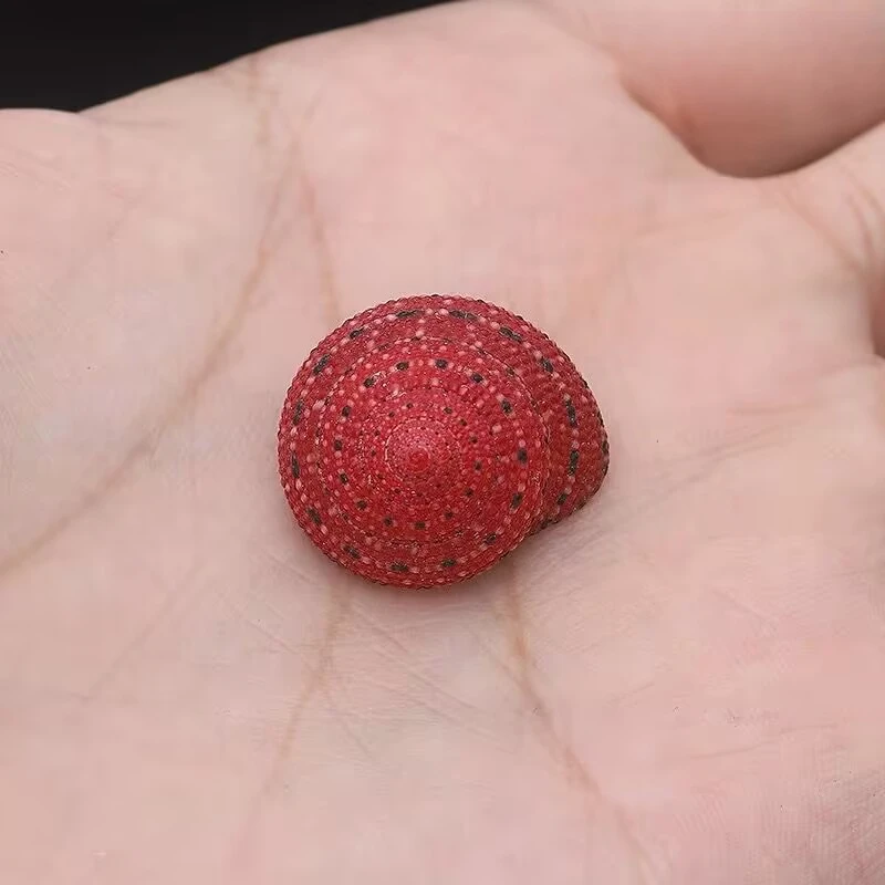 Strawberry Bell Snail Natural Rare Conch Specimen Collection Fish Tank Landscaping Decoration Adzuki Beans and Crab Replacement