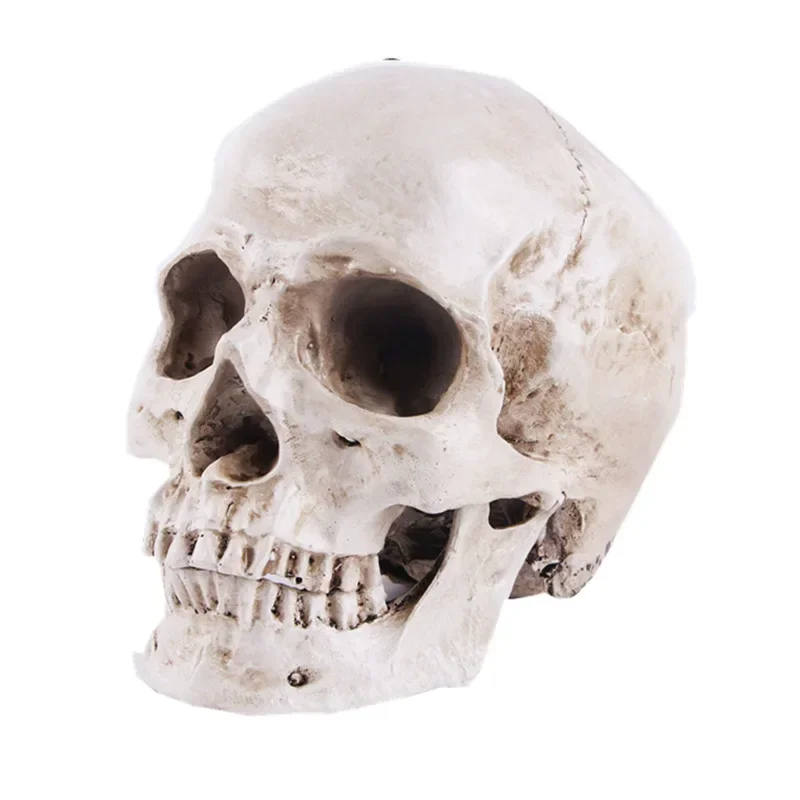 1:1 Skull Statue Sculpture Halloween Decoration Resin Skull Skeleton Crafts for Painting Medical Props Bar Counter Home Decor