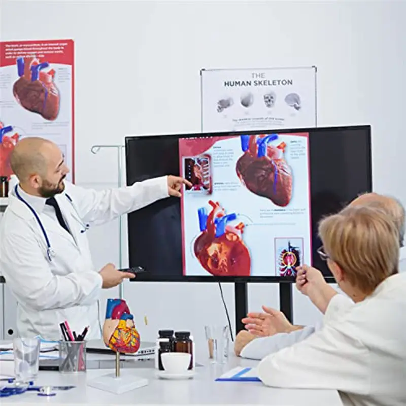 A20I Heart Model, 2-Part Deluxe Life-Size Human Heart Model Anatomy with 34 Anatomical Structures, Anatomical Heart