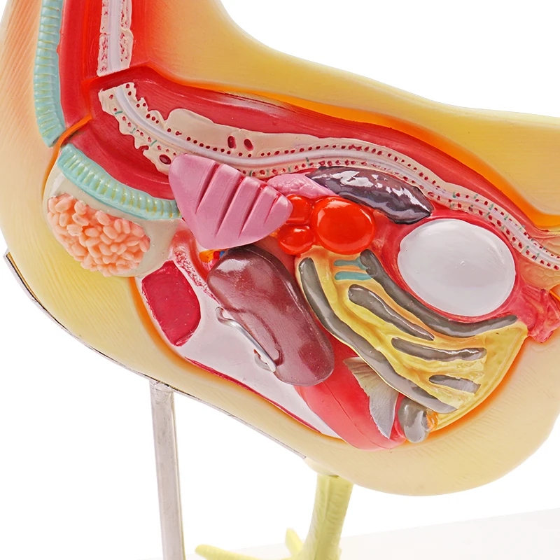 Chicken Organ Structure Model Animal Anatomy Educational Teaching Display Model