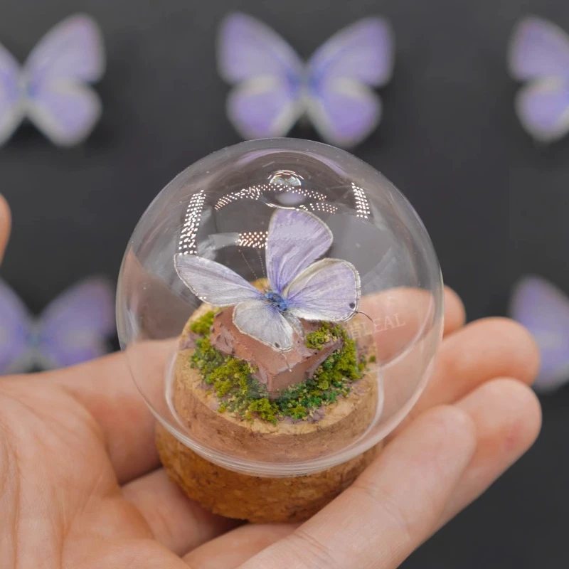 Real Butterfly Specimen Glass Cover Valentine's Day Gift Mini Decoration Crafts Home Decoration Accessories Statue