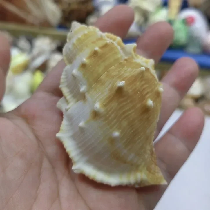 2PC Natural Conch Horn Seashell Sea Shells Home Decoration Accessories Aquarium Decoration Marine Ornament Coquillage Decoration