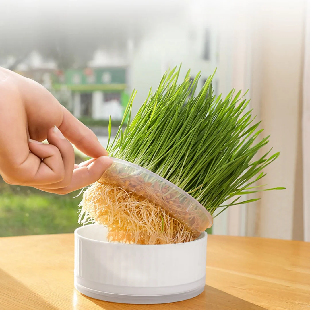 Cat Plant Planter Cat Plant for Pet Convenient Cat Planter Cat Plant Pot The Lazy  Plastic Cat Grass cup Without seeds