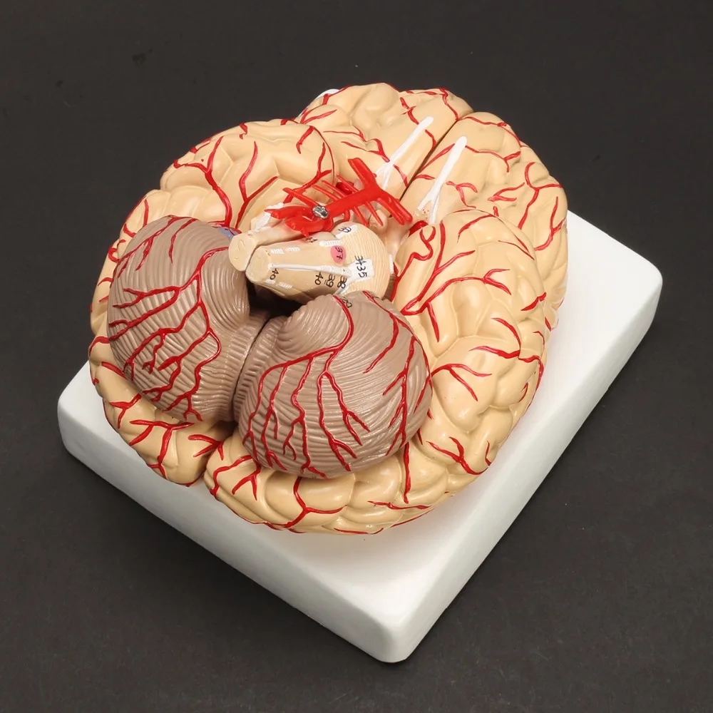 Human Life Size brain anatomy model Medical Set 8 Parts Budget Brain Arteries Model Anatomy