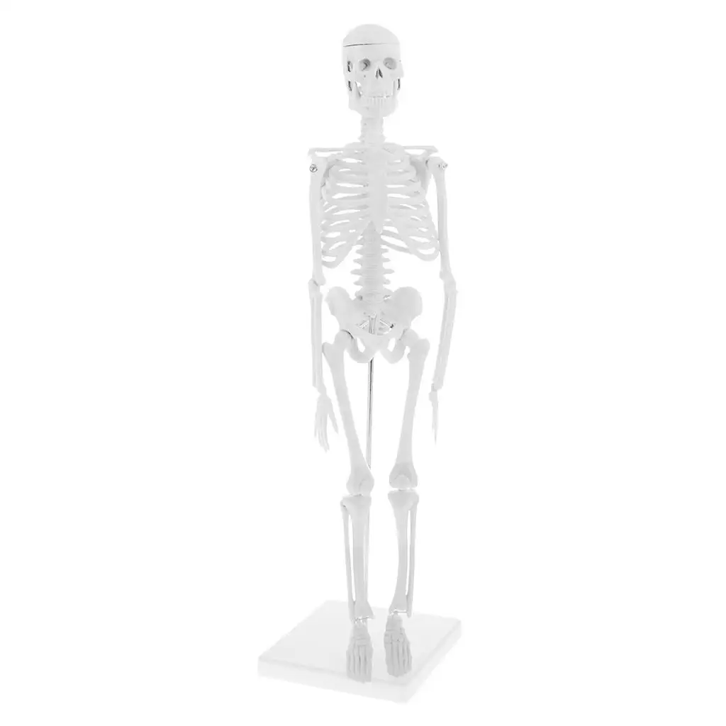 Life Size 45cm Human Body Skeleton Model with Stand, Movable