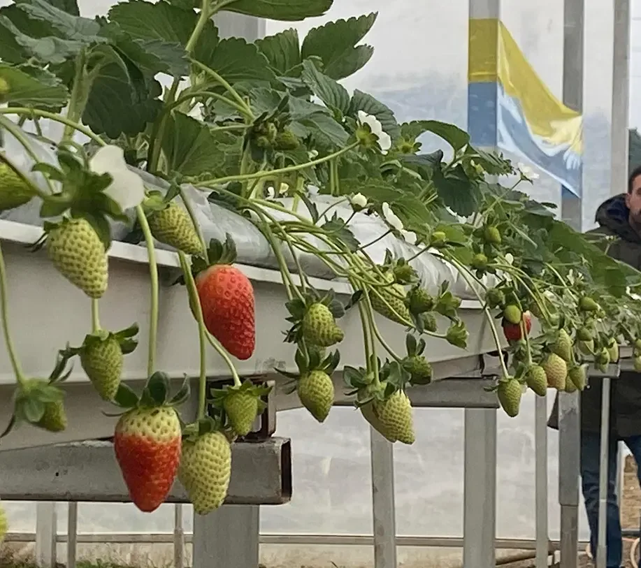 Commercial Plants Hydroponics Strawberry Gutter System Growing Strawberries/Tomatoes/Cucumbers Greenhouse Bags