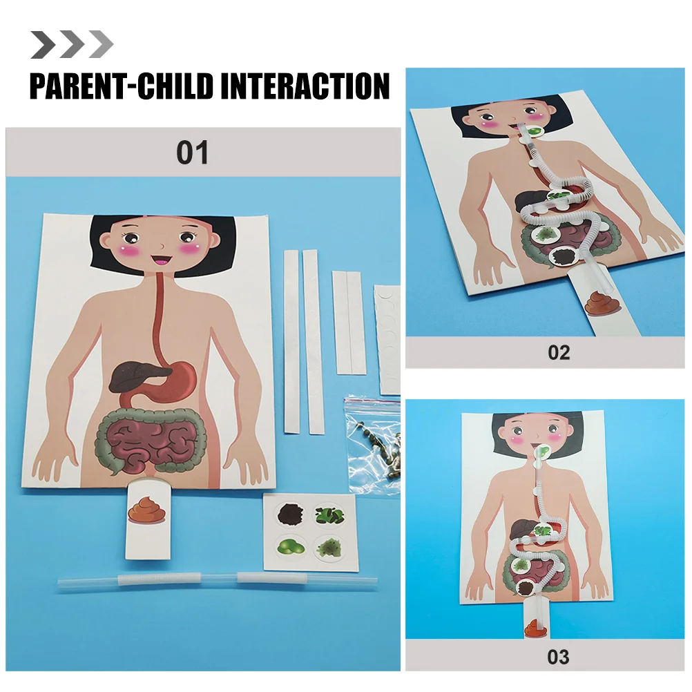 Kit d'expérimentation scientifique pour enfants, modèle de système digestif, nourriture humaine, modèles en plastique, simulation pour enfants, fournitures de bricolage, 2 ensembles