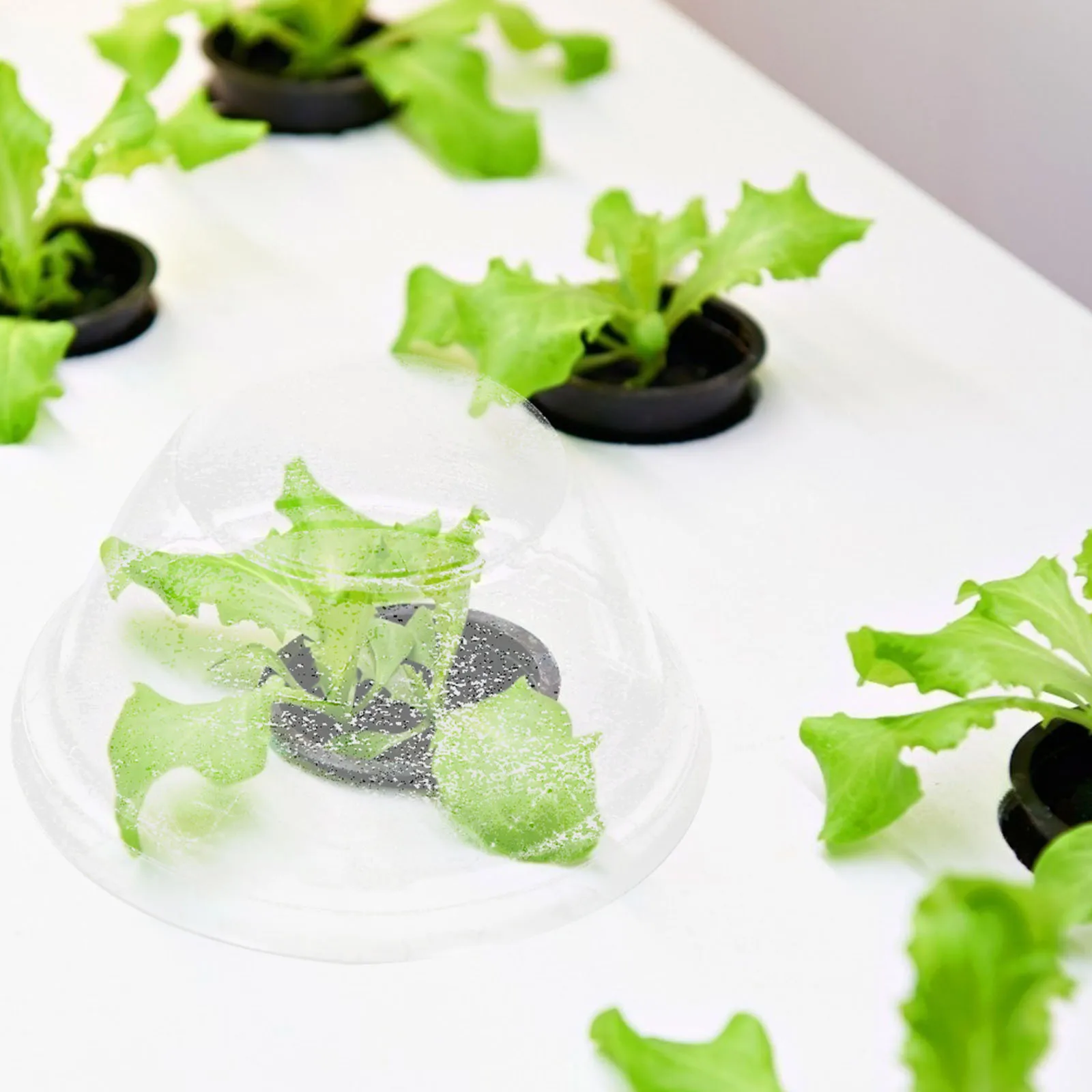 

50Pcs High Quality Plastic Planting Covers Moisture Retaining Transparent Lids for Hydroponic Gardens Weather Resistant