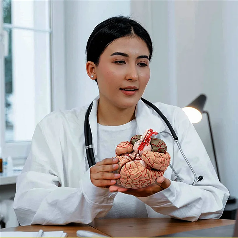 

Human Brain Model,Life Size Human Brain Anatomy Model With Display Base, For Science Classroom Study & Teaching Display