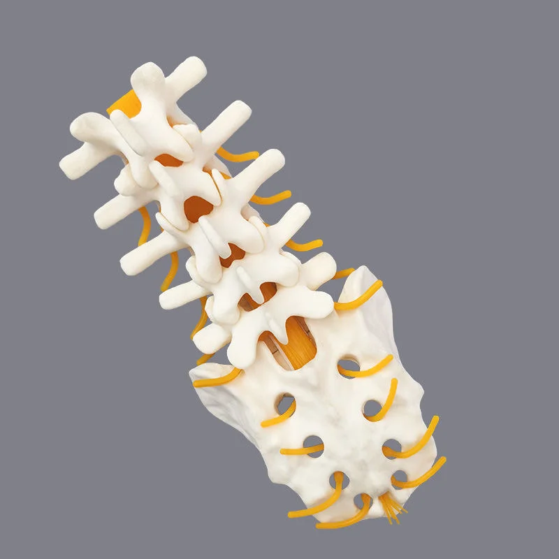 Sawbones Solid Foam Human Lumbar 1 ถึง Sacrum Lumbar Spinal Model พร้อมรากเส้นประสาทสําหรับศัลยกรรมกระดูก