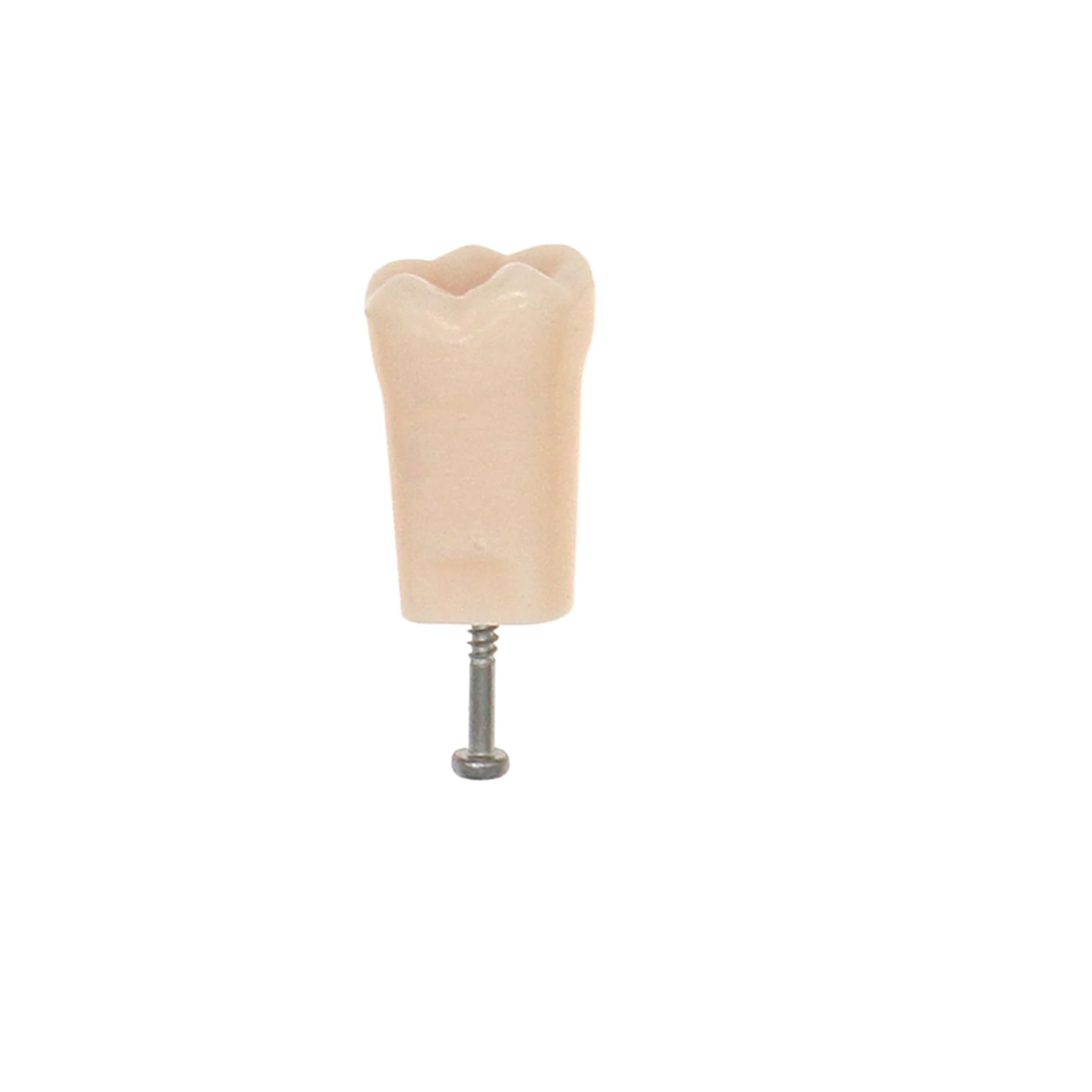 Dental Typodont Practice Teeth Model Resin Filling Training Telescopic Compatible with Kilgore Nissin 500 Type for Study