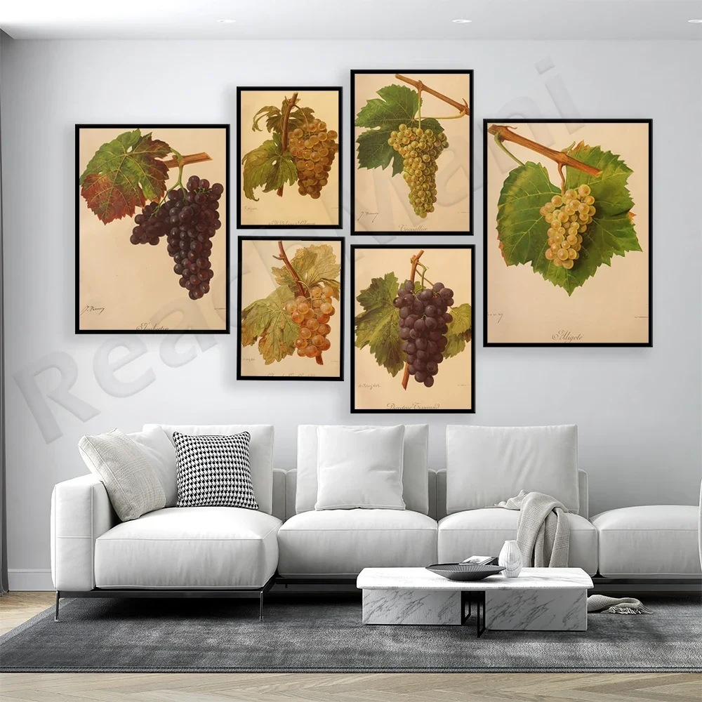 Viticulture, grapevine, raisins fruit grapes poster canvas wall art print plant picture kitchen home decor