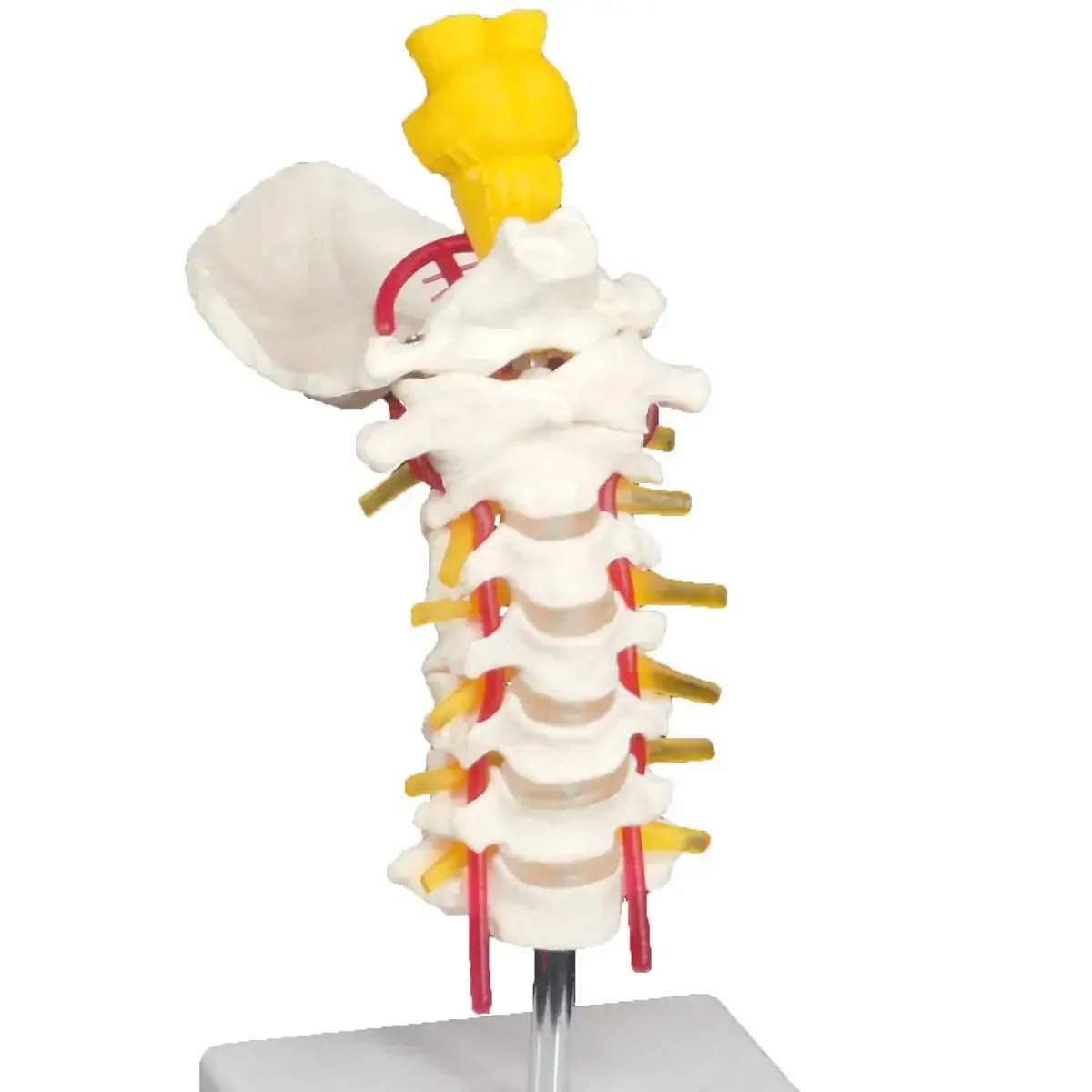 PVC Occipital and Spinal Cervical Anatomy Vertebrae Carotid Artery Tibia Model Teaching Training Aid Education